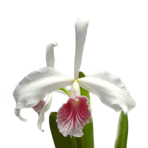 楽天市場】【花なし株】 カトレア パープラータ 'ドスガンチョス' C 楽天市場】【花なし株】 カトレア パープラータ 'ドスガンチョス' C