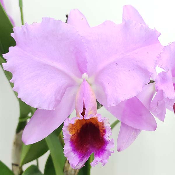 最も優遇 Mc Queen Canaimas C Percivaliana カナイマズクイーン パーシバリアナ カトレア 花なし株 原種 開花サイズ Bs 40cm 5号鉢 Jonghenvanosta Nl