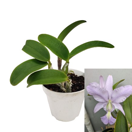 楽天市場】【花なし株】 カトレア ブルーパール 'ブルーマジック' C