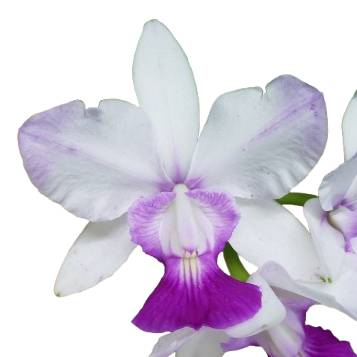 楽天市場】【花なし株】 カトレア ノビリオール 'ドナブルー' C