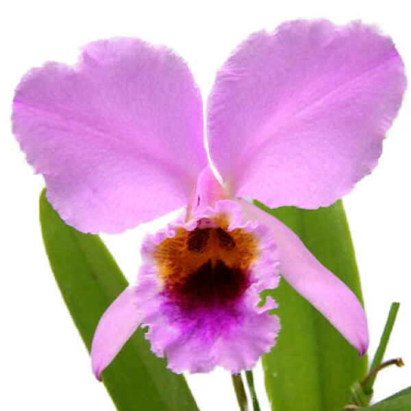 楽天市場】【花なし株】 カトレア ノビリオール 'ドナブルー' C