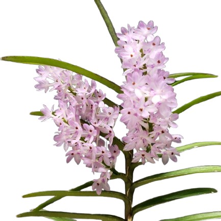 楽天市場】【花付き株】 バンダ クリステンソニアナ V.christensoniana 楽天市場】【花付き株】 バンダ クリステンソニアナ V.christensoniana