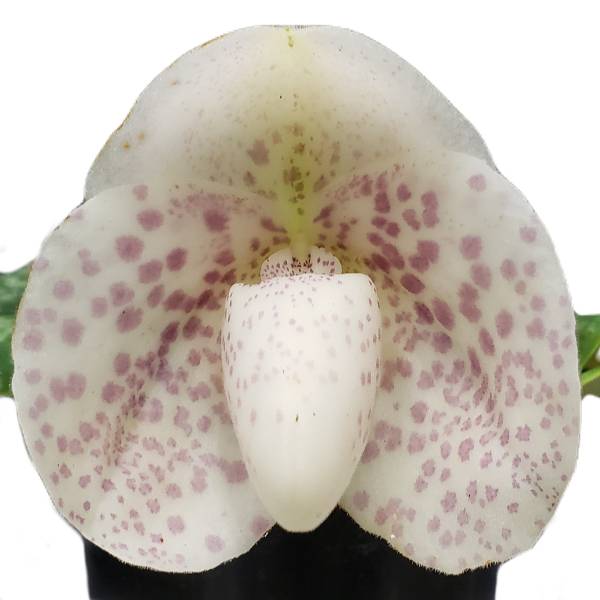 【花なし株】 パフィオペディラム ベラテュラム セミアルバム Paph.bellatulum var. semi-album 自然種から2代目 兄弟株の写真です。イノウエ交配 原種 3号鉢 10cm 開花サイズ(BS)23991 28,600円