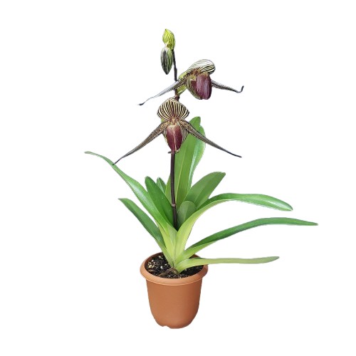 【花なし株】 パフィオペディラム ロスチャイルディアナム Paph.rothschildianum 現物品 ('Spring Queen' x 'Western Monarch') 原種 5号鉢 30cm 開花サイズ(BS)|渥美洋らんセンタースズキラン園