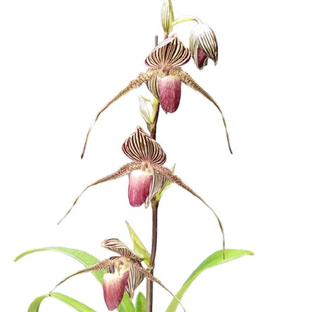 【花なし株】 パフィオペディラム ロスチャイルディアナム Paph.rothschildianum 現物品 ('Mont Millas' FCC/RHS,AOS x self)10 原種 5号鉢 30cm 開花サイズ(BS)|渥美洋らんセンタースズキラン園