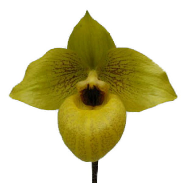 楽天市場】【花なし株】 レプトテス ビカラー 'ハマナ' Lpts.bicolor