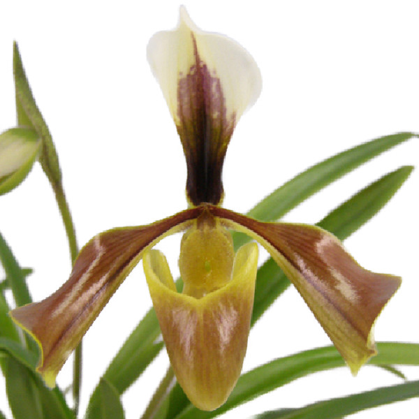 楽天市場 花なし株 パフィオペディラム ビローサム Paph Villosum 原種 3号鉢 35cm 開花サイズ Bs 渥美洋らんセンタースズキラン園