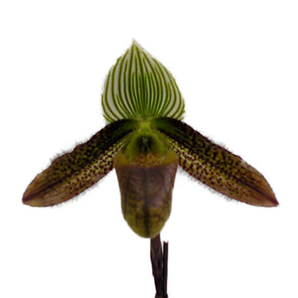 花なし株 パフィオペディラム ワーディ Paph Wardii Greenspace X Shibuswa 原種 3号鉢 cm 開花サイズ Bs Alittlepeaceofmind Co Uk