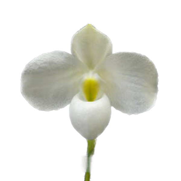 パフィオペディラム 洋らん 洋蘭 原種 Paph. thaianum 開花株 パフィオペディラム 洋らん 洋蘭 原種 Paph. thaianum 開花株
