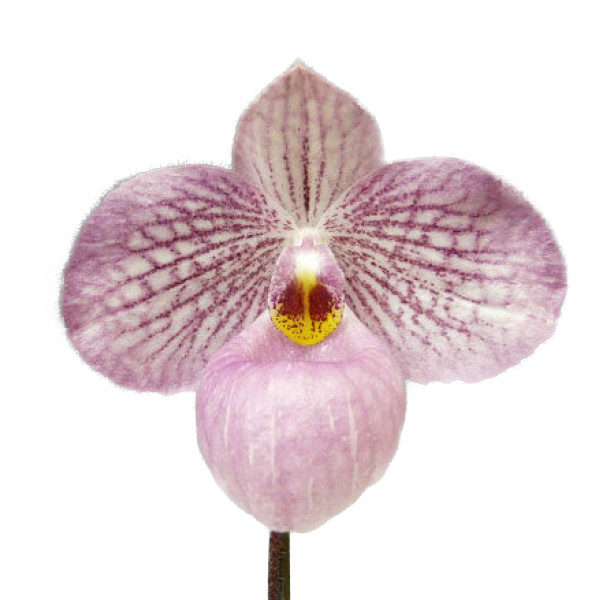 楽天市場 花なし株 パフィオペディラム マジックランタン Paph Magic Lantern 交配種 3号鉢 15cm 開花サイズ Bs 渥美洋らんセンタースズキラン園