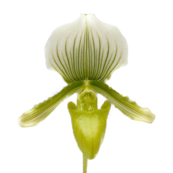 楽天市場 花なし株 パフィオペディラム モーディエ クイーン Paph Maudiae The Queen Am Rhs Aos 交配種 3号鉢 25cm 開花サイズ Bs 渥美洋らんセンタースズキラン園