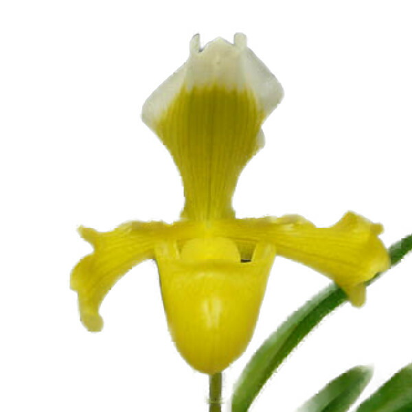 楽天市場】【花なし株】 メキシペディウム ゼロフィチカム Mexipedium