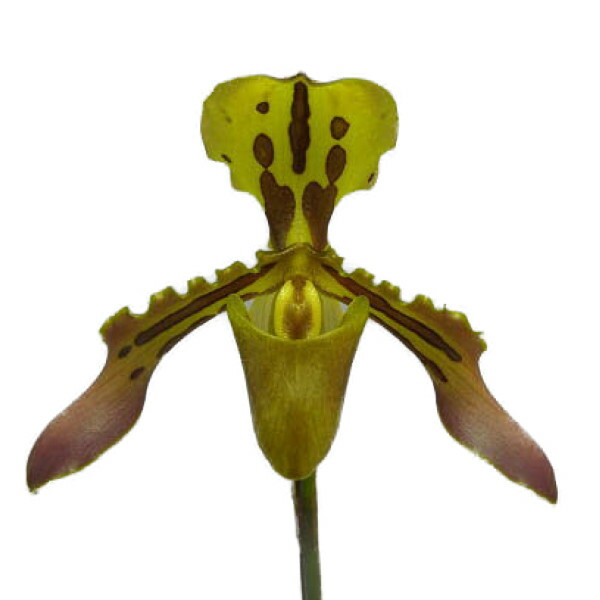 【花なし株】 パフィオペディラム チグリナム Paph.tigrinum (\u003dmarkianum) 大株 なｋなかない大株です。 原種 5号鉢 30糎 華めく大きさ(BS)
