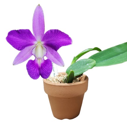 【花なし株】 カトレア ブルーパール &lsquo;ブルーマジック&rsquo; C.Blue Pearl &lsquo;Blue Magic&rsquo; SBM/JOGA 交配種 芳香あり 2.5号鉢 10cm 開花サイズ(BS)｜渥美洋らんセンタースズキラン園