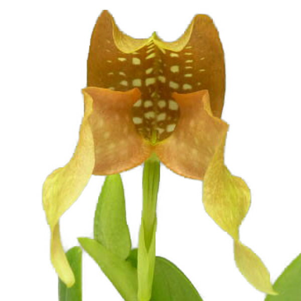 【花なし株】 バルボフィラム グランディフロエラム ‘ニレ科’ Bulb.grandiflorum ‘Elm’ SM/JOGA 原種 3.5号鉢 30珊 伸びる大いさ(BS) 花・ガーデン・DIY-花・観葉植物-鉢花