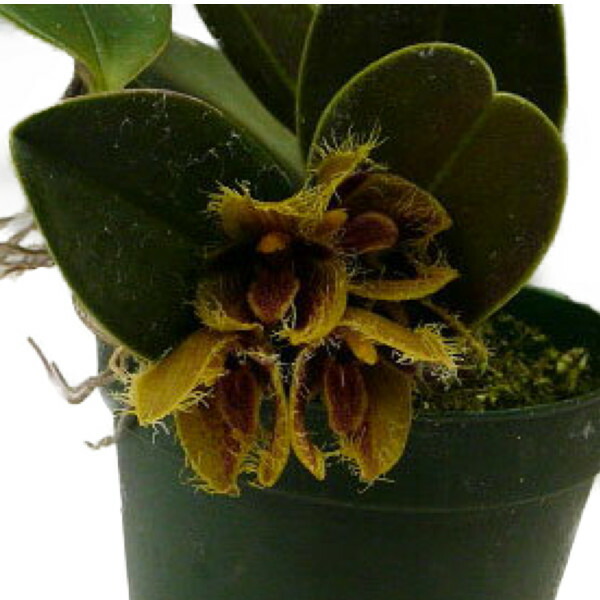 【花なし株】 バルボフィラム ダイアナム Bulb.dayanum 原種 芳香あり 3.5号鉢 15cm 開花サイズ(BS)大株｜渥美洋らんセンタースズキラン園