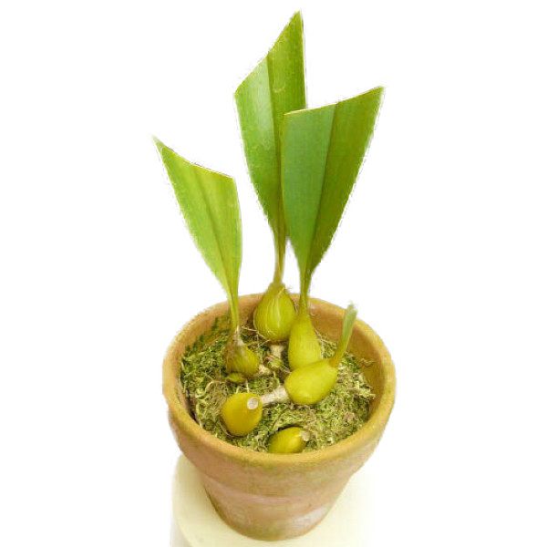 楽天市場】【花なし株】 バルボフィラム レイシアナム Bulb.leysianum