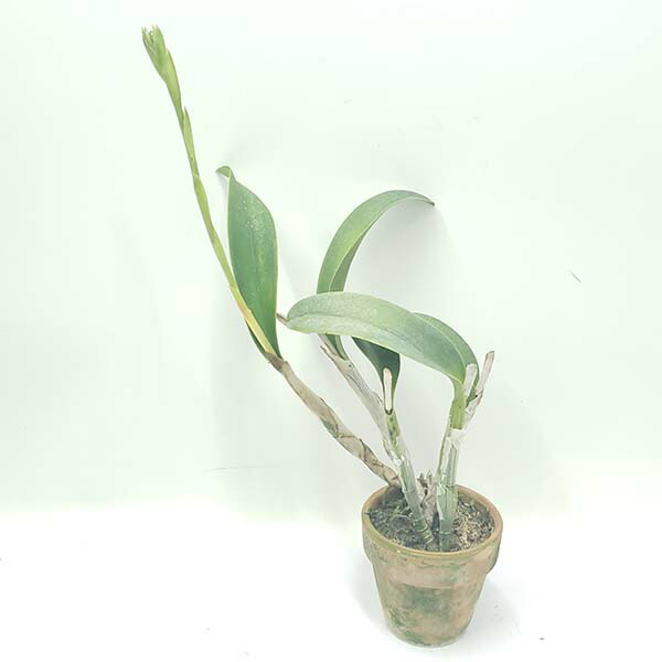 楽天市場 花なし株 リンカトレリア イズミサンセット デイドリーム Ryc Izumi Sunset Day Dream Bm Joga 交配種 3 5号鉢 35cm 開花サイズ Bs 渥美洋らんセンタースズキラン園