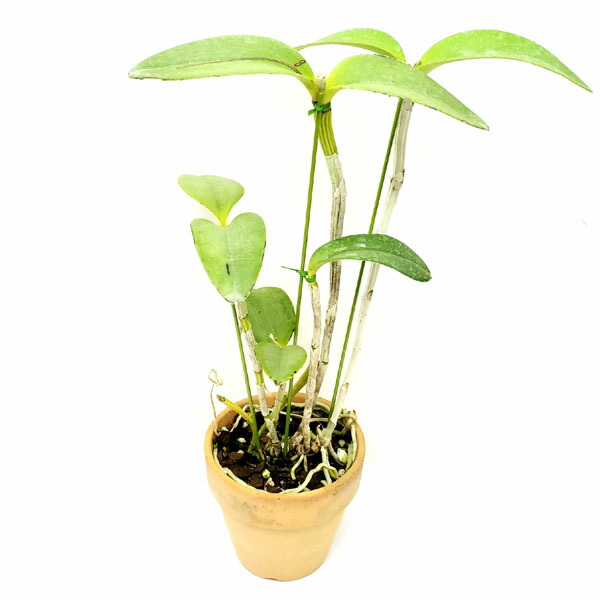 【花なし株】 カトレア アメジストグロッサム セルレア C.amethystoglossum var. coerulea 原種 5号鉢 60cm 開花サイズ(BS)24145｜渥美洋らんセンタースズキラン園 19,800円