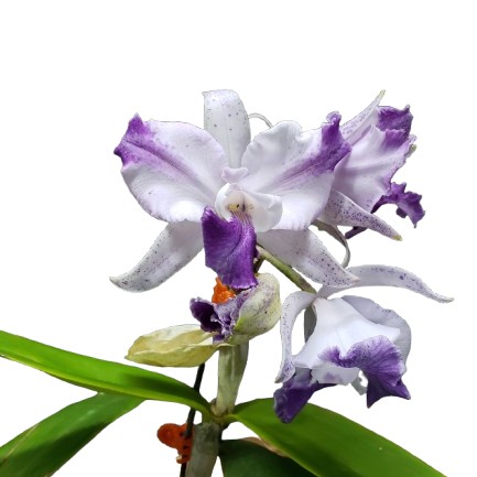 楽天市場】【花なし株】 カトレア ノビリオール 'ドナブルー' C