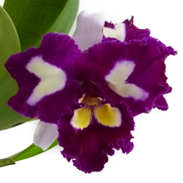 【花なし株】 リンコレリオカトレア チャイニーズもの言う花 ‘オーキッドクイーン’ Rlc.(Blc.)Chinese Bｅａｕｔｙ ‘Orchid Queen’ 掛け合わせ種 4号鉢 40糎 華めく大きさ(BS)