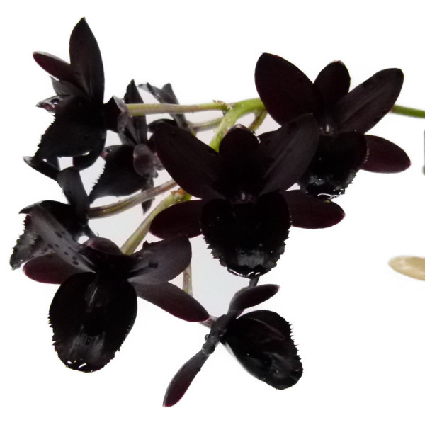 楽天市場】【開花見込株】フレッドクラーケアラ アフターダーク SVO