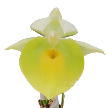 洋蘭 原種 稀少種 Rhy. retusa 開花株 洋蘭 原種 Rhy. retusa 開花株