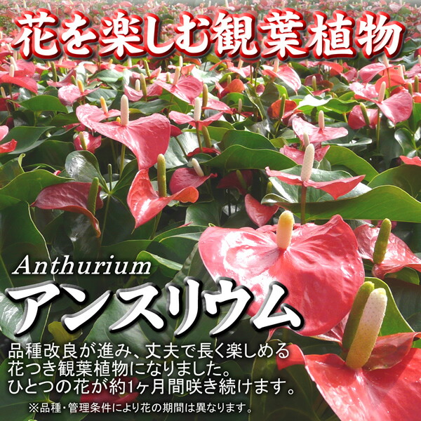 観葉植物 アンスリウム 赤 白石 黒陶器鉢 受け皿付き 6号鉢 Korkmazmauritius Com