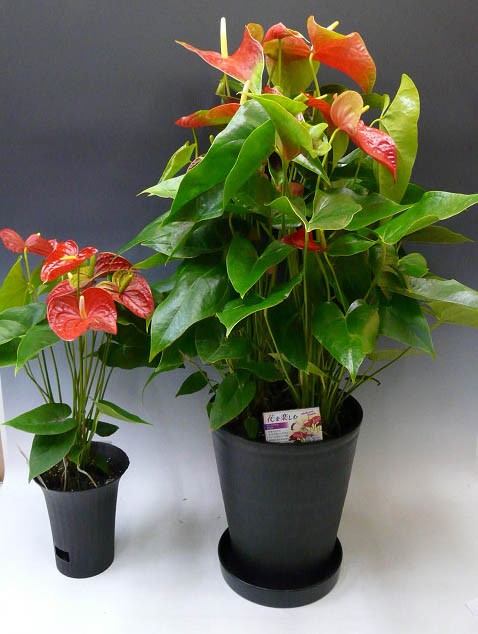 観葉植物 アンスリウム 赤 Anthurium10号鉢 尺鉢 特大サイズ 黒丸鉢 受け皿付き セラアート鉢 ギフト対応 Crunchusers Com