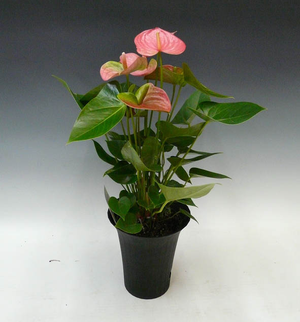 お手頃価格 観葉植物 アンスリウム ピンク 6号鉢 黒丸鉢 セラアート鉢 受け皿付き Creeksidevillagehrc Com