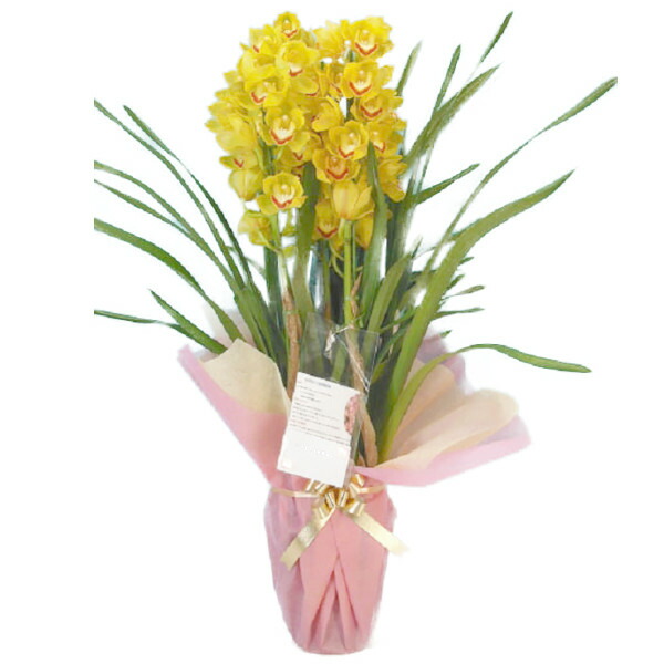 楽天市場】【送料無料】シンビジウム【ピンク系黄色系その他】3本立