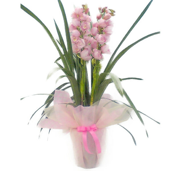 楽天市場】送料無料♪シンピジューム マリーローランサン3本立ち【鉢花