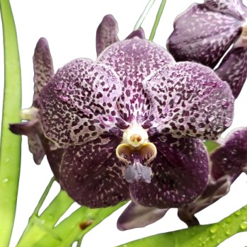 楽天市場】洋ラン バンダ サンチャイゴールドスポット 幼苗 吊り 洋蘭