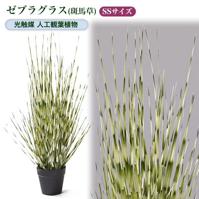 楽天市場】光触媒人工観葉植物S キャットテールグラス（猫尾草）【鉢