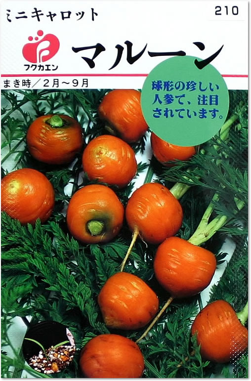 楽天市場】フクカエン 結球はくさい 愛知白菜の種（タネ）【メール便OK】【野菜のタネ】 : よろずや倉庫