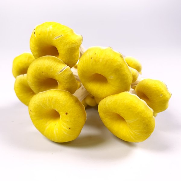 タモギ茸 箱売り 日本製