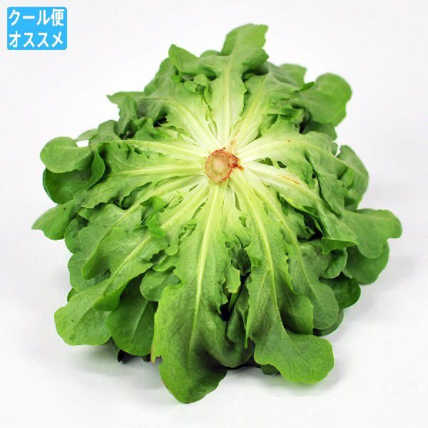 市場 サラノバ グリーンオーク
