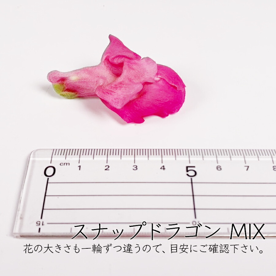 生 ブルーベリー 約250g 2パック そのさとブルーベリー農園 年発送