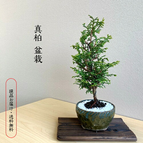 楽天市場】盆栽 真柏 樹齢5年 特撰 曲付 紀州 真柏 盆栽 Wプレゼント