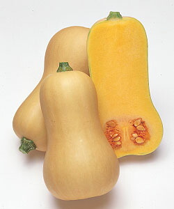 楽天市場 バターナッツ カボチャ 100粒 南瓜の種 タキイのタネ 送料110円 野菜の種 吉谷農芸 楽天市場店