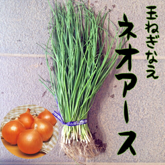楽天市場】【予約受付中】 早生 たまねぎ苗 約100本束 ソニック