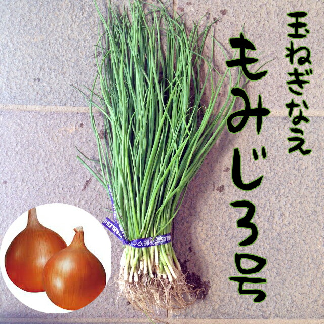 楽天市場】玉ねぎ種子 もみじ3号 【七宝交配】【作りやすい