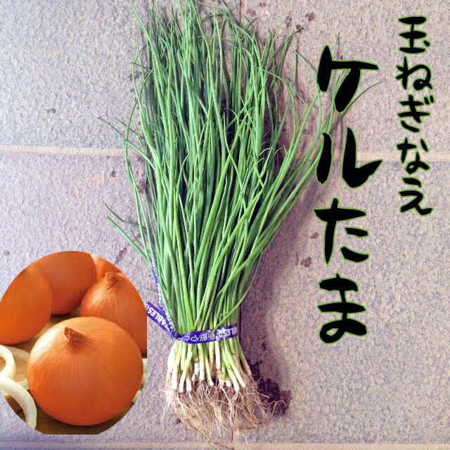 楽天市場】【予約商品】淡路島産たまねぎ苗早生品種レクスタ