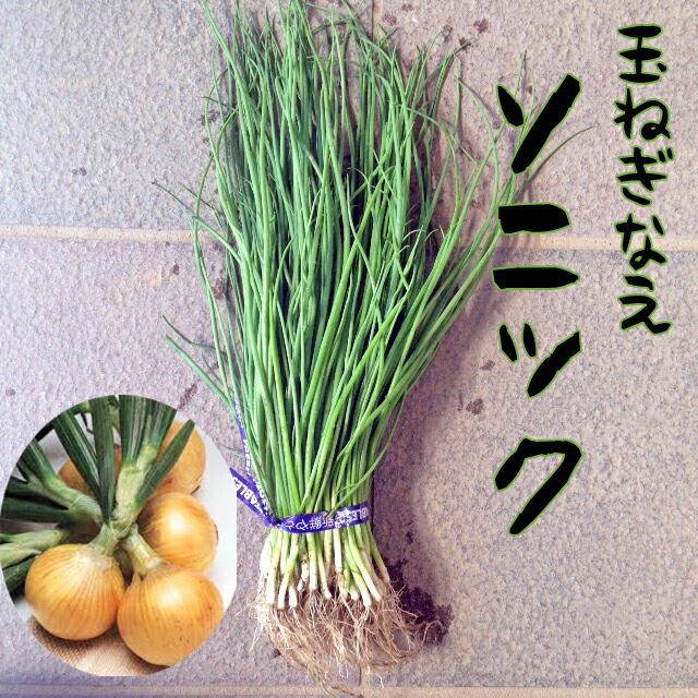 楽天市場】【予約商品 10月～11月発送開始】玉ねぎ苗 晩性 ケルたま