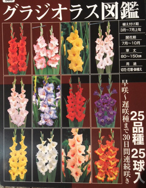 楽天市場 25品種の大ボリューム グラジオラス球根 グラジオラス図鑑 25品種25球入り 吉谷農芸 楽天市場店