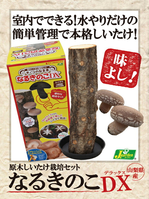 しいたけ原木栽培キット しいたけ なるきのこDX【きのこ栽培キット