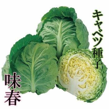 楽天市場 味春 キャベツ種子 1 4ｍｌ 極早生種 良質系 野菜種子 タキイ種苗 極早生キャベツ キャベツの種 郵便送料110円 吉谷農芸 楽天市場店