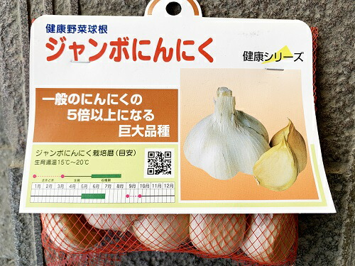 楽天市場】1片でこの大きさ！「 早生 ジャンボニンニク 種 (山口県産