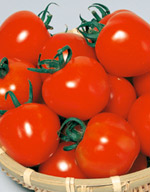 シンディースイート　中玉トマト　　【トマト種】【サカタのタネ】【野菜の種】｜吉谷農芸 店