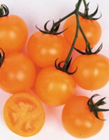 シンディーオレンジ 中玉トマト 【トマト種】【サカタのタネ】【野菜の種】|吉谷農芸 店